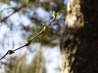 Image showing branch with sprouts