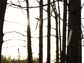 Image showing catkins and alder trunks