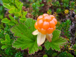 Image showing Amber-coloured cloudberry