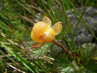 Image showing Yellow cloudberry