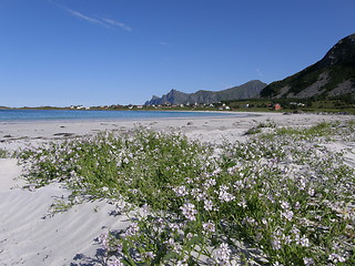 Image showing Sandy beach with flowers in Lofoten islands, the Arctic Ocean, Norway