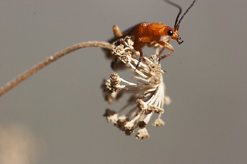 Image showing Orange Bug