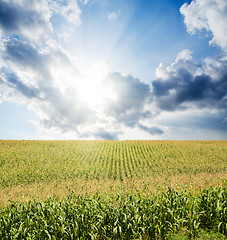 Image showing field with green maize