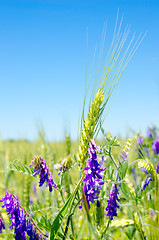 Image showing green barley and wild flowers