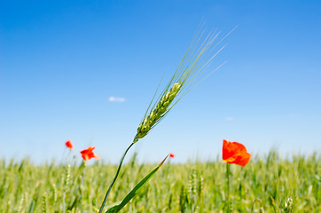 Image showing green barley and red poppy