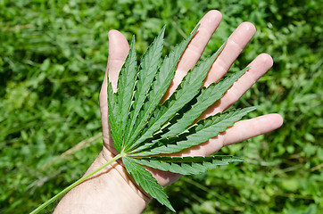 Image showing Green leaf of marijuana