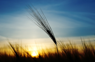 Image showing ears of wheat