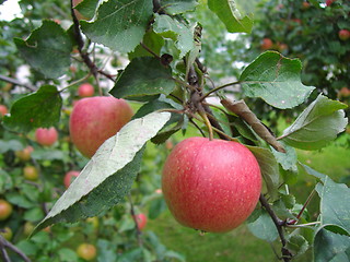 Image showing Apple on an apple tree