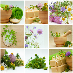 Image showing Collage - Alternative Medicine and Herbal Treatment