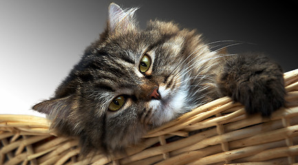 Image showing Belle sad cat in basket