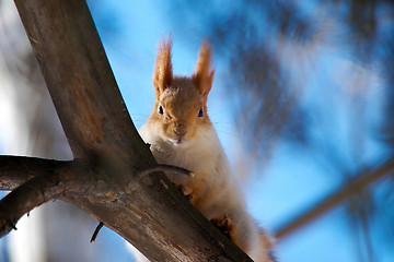 Image showing Squirrel sits on a branch of pine.
