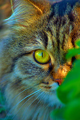 Image showing Close-up of a cat in the grass