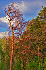 Image showing Lone pine