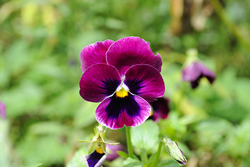 Image showing violet flower