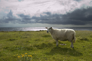 Image showing Norwegian Sheep