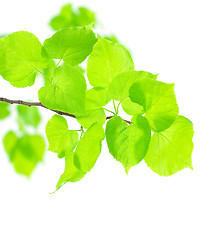 Image showing Green Leaves Lnden Isolated on White Background