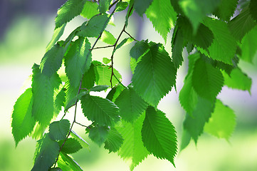 Image showing green leaves