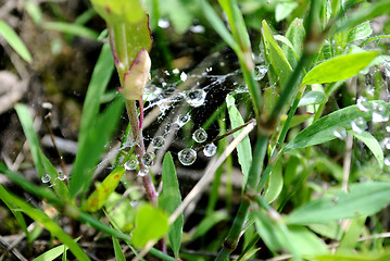Image showing Dew on a web