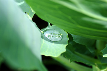 Image showing Small drops of dew