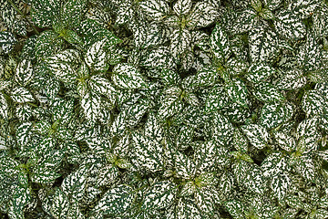 Image showing Hypoestes leaves