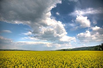 Image showing Spring landscape and the cloudy sky. A yellow field.