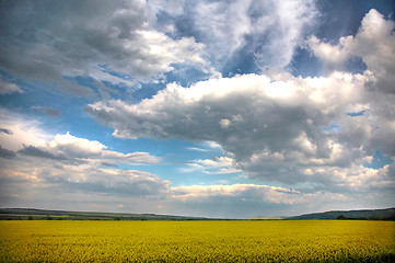 Image showing Spring landscape and the cloudy sky. A yellow field.