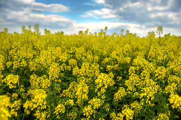 Image showing Spring landscape and the cloudy sky. A yellow field.