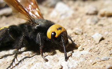 Image showing insect,