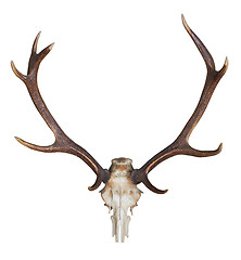 Image showing antlers of a huge stag