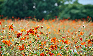 Image showing Orange Cosmos flowers