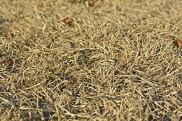 Image showing Dry grass