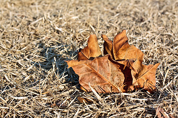 Image showing Fallen leaf on a dry grass