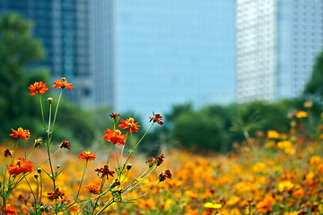 Image showing Blooming cosmos at Hama Rikyu park, Tokyo