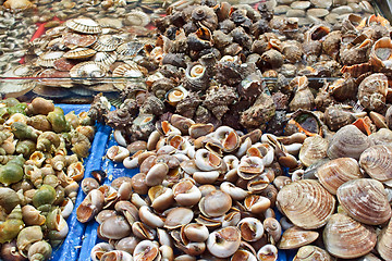 Image showing Assorted shells