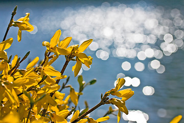 Image showing Yellow forsythia flowers 