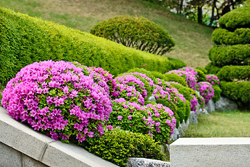 Image showing Pink flowers close-up