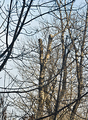 Image showing Branches and trees