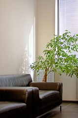 Image showing brown leather sofa, window shutters and a green plant in the cor