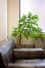 Image showing brown leather sofa, window shutters and a green plant in the cor