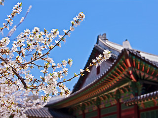 Image showing Cherry blossoms in front of royal palace