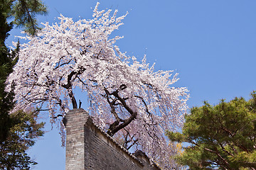 Image showing Blossoming cherry in spring