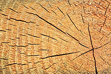 Image showing Wooden stump texture