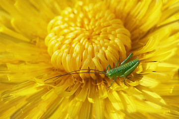 Image showing blossoming dandelion with a grasshopper