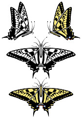 Image showing Butterfly