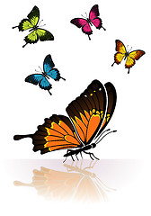 Image showing Butterfly