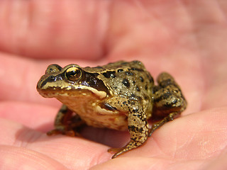 Image showing frog