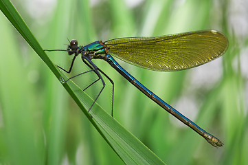 Image showing Dragonfly on a green grass