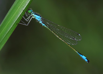 Image showing Dragonfly on a green grass