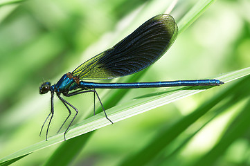 Image showing Dragonfly on a green grass