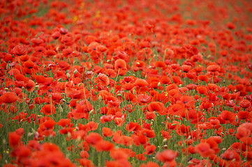 Image showing Field of red poppies